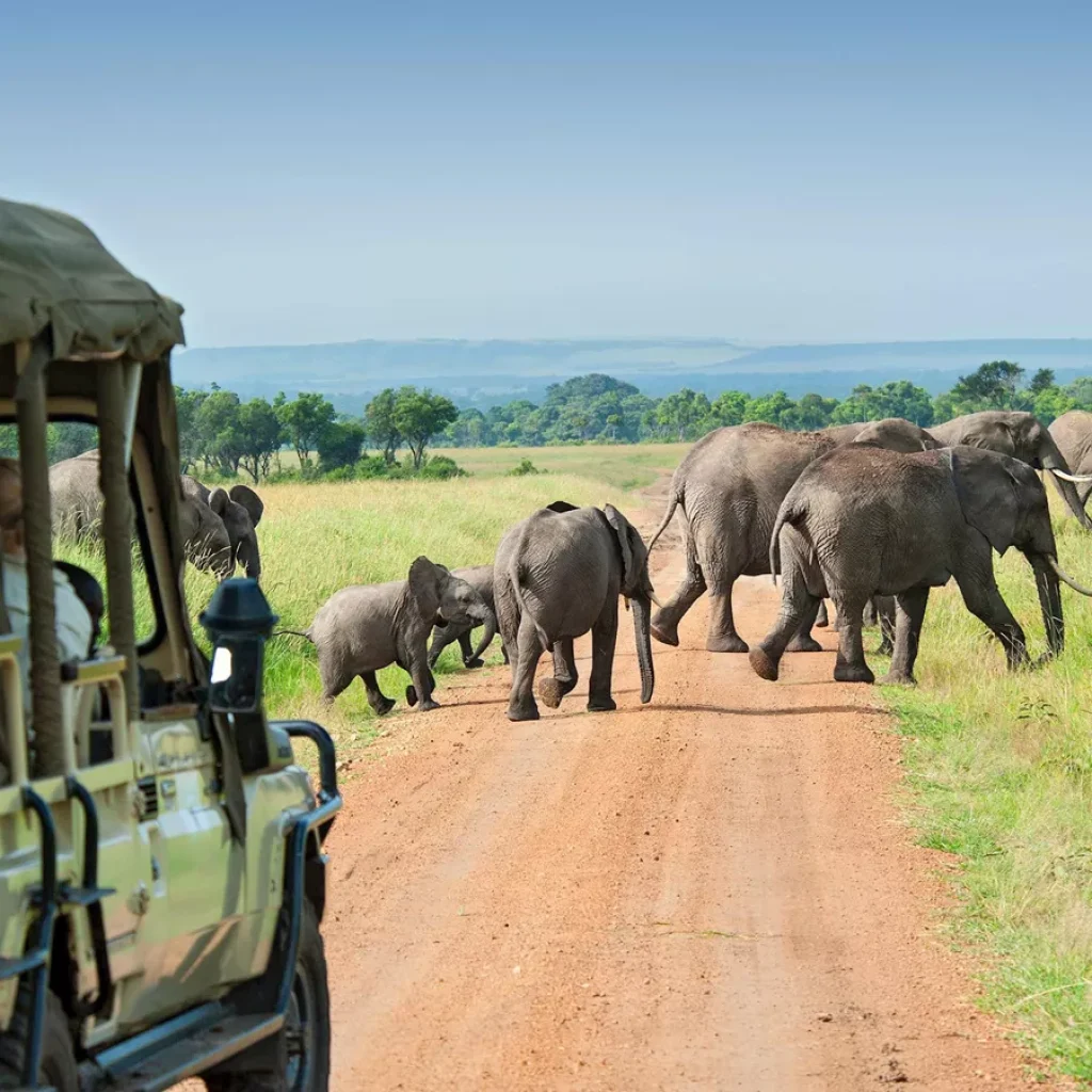 Explore Africa Like Never Before: Exclusive Tour Packages That Redefine Adventure