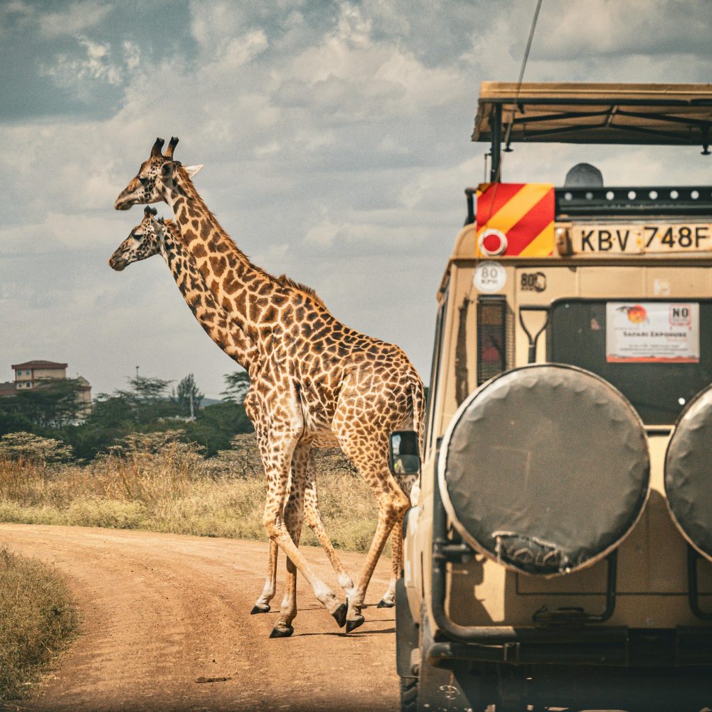 How to Plan a Luxury African Safari (Without the Stress)